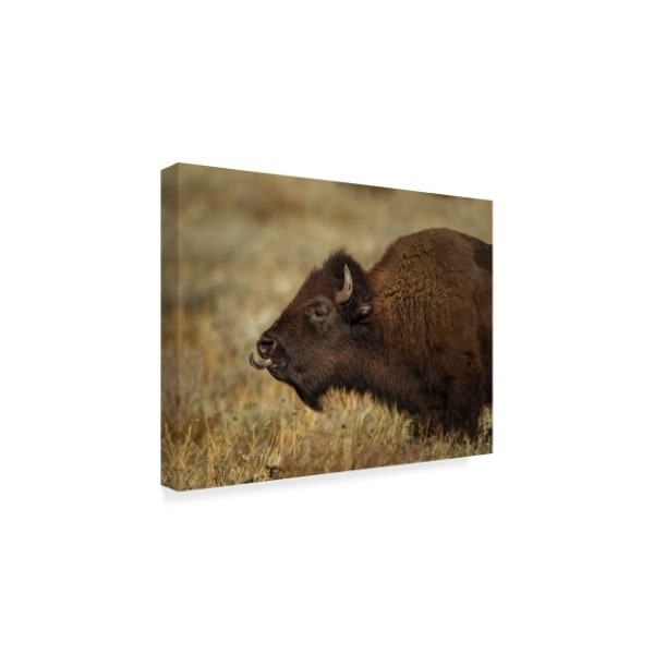 Galloimages Online 'Yellowstone Bison Tongue Out' Canvas Art,18x24